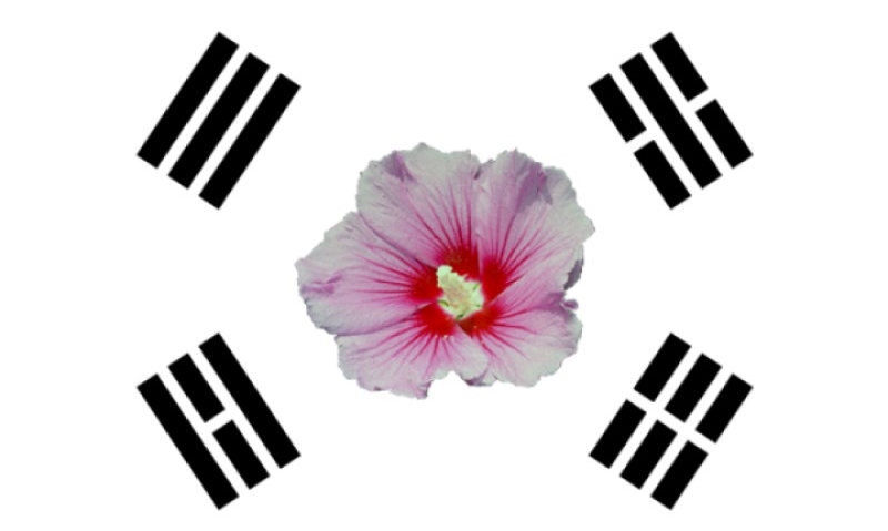 HanNam-Hoa Mugunghwa – Biểu Tượng Bất Diệt Của Dân Tộc Hàn Quốc